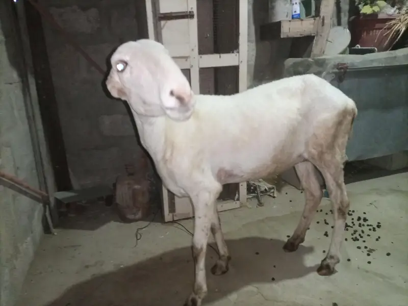 Mundra dumbi female Available for sale healthy and Active — photo 8