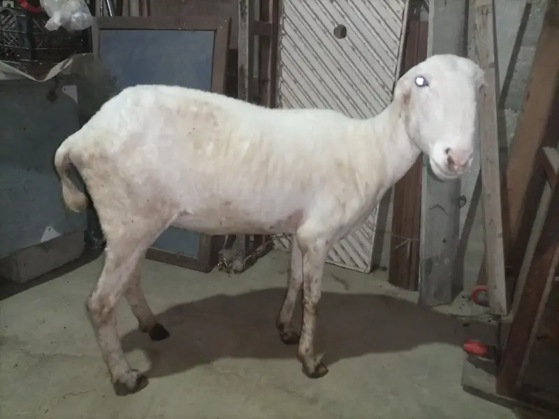 Mundra dumbi female Available for sale healthy and Active — photo 9