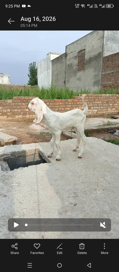 goats for sale