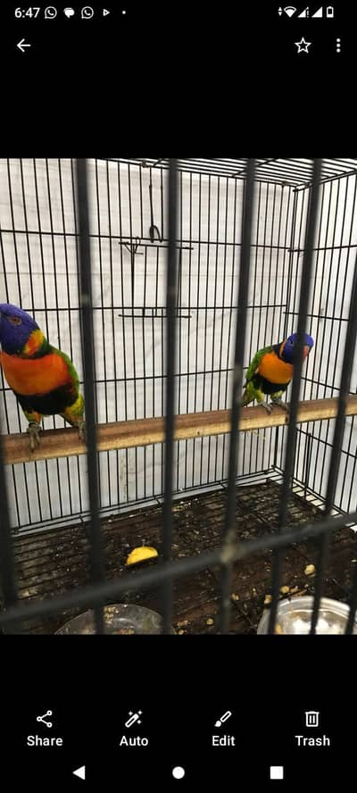 Lorie parrot breeder pair