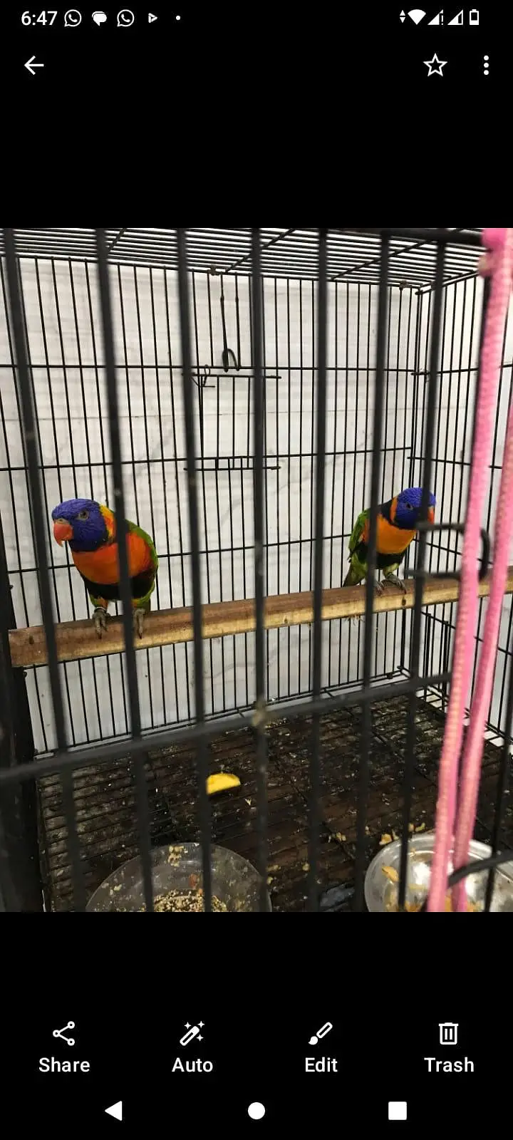 Lorie parrot breeder pair — photo 2
