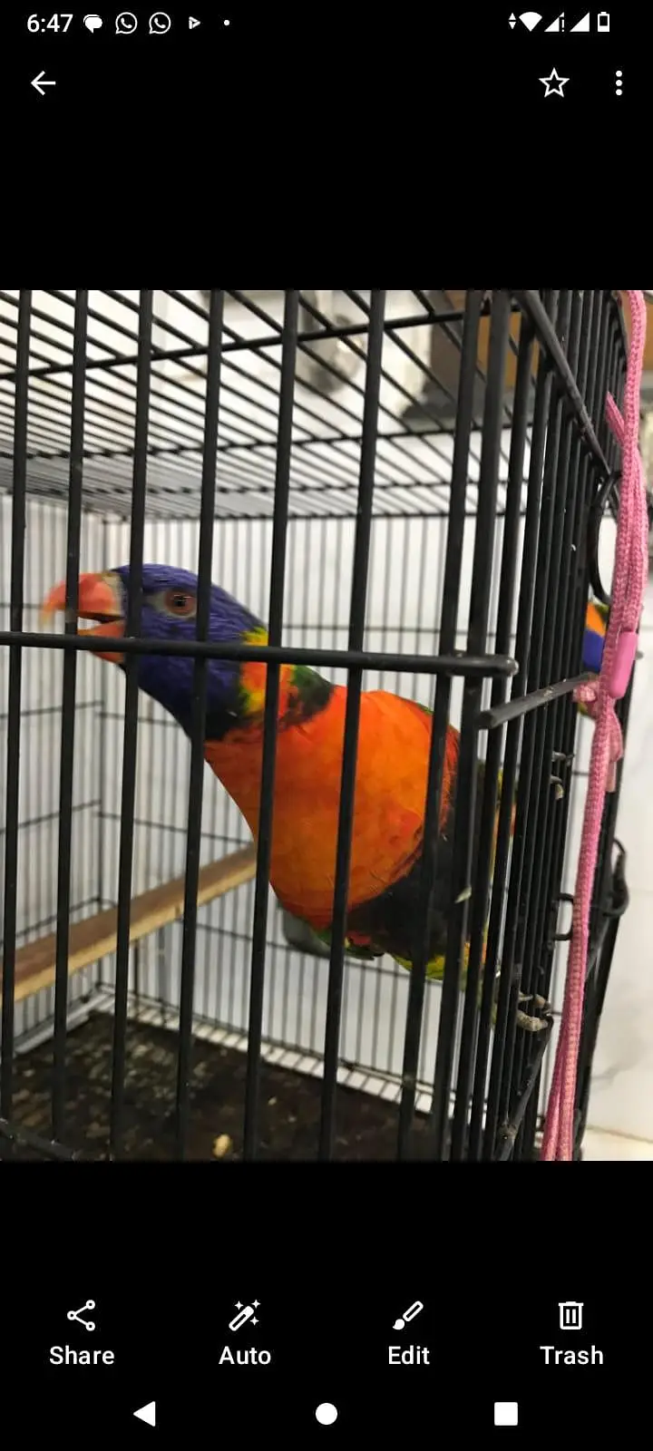 Lorie parrot breeder pair — photo 3