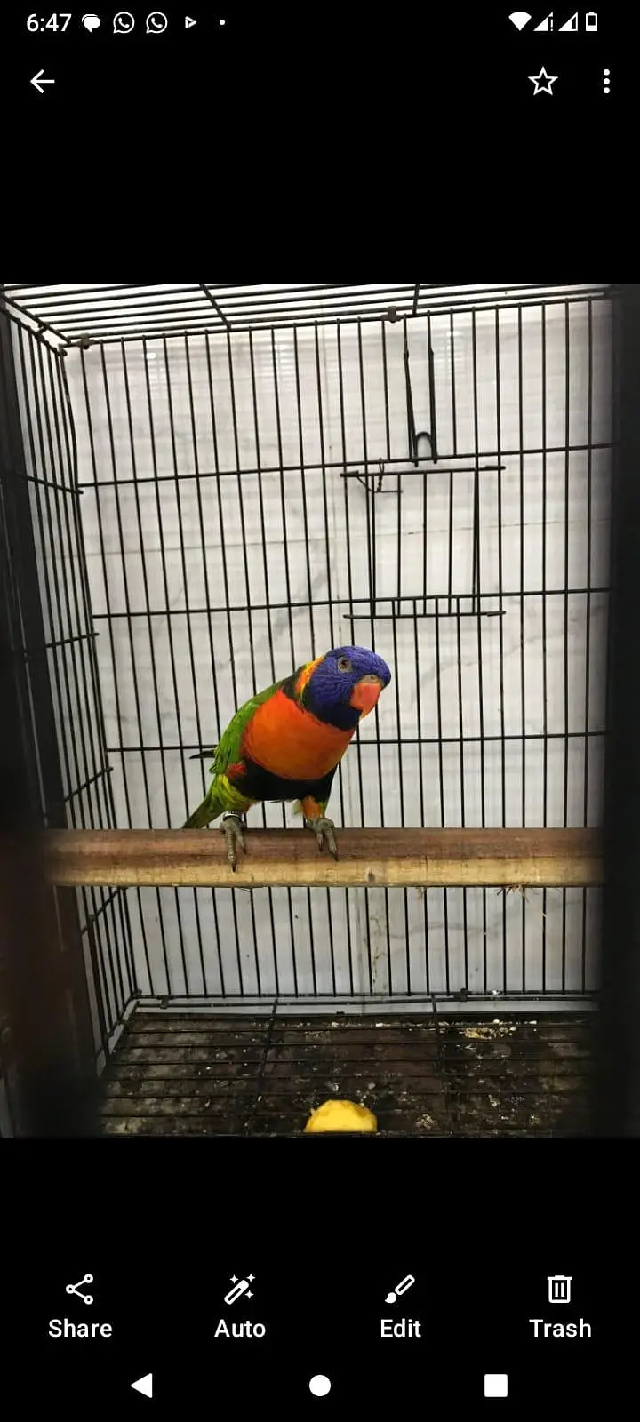 Lorie parrot breeder pair — photo 4