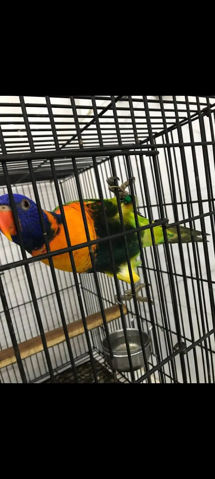 Lorie parrot breeder pair — photo 5