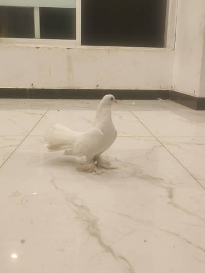 White Lakka Fantail Pigeon