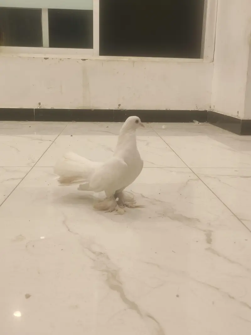 White Lakka Fantail Pigeon