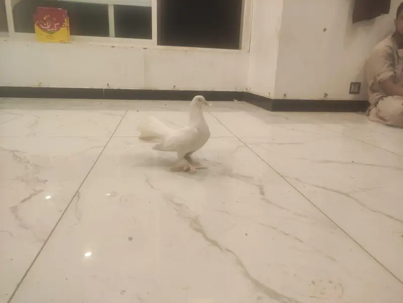 White Lakka Fantail Pigeon — photo 2
