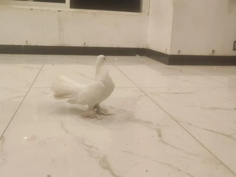 White Lakka Fantail Pigeon — photo 3