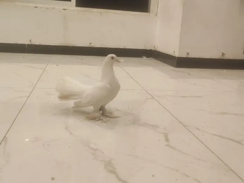 White Lakka Fantail Pigeon — photo 4