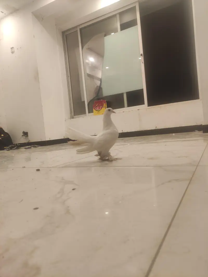 White Lakka Fantail Pigeon — photo 6