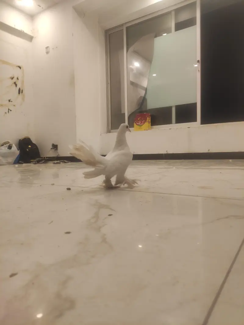 White Lakka Fantail Pigeon — photo 7