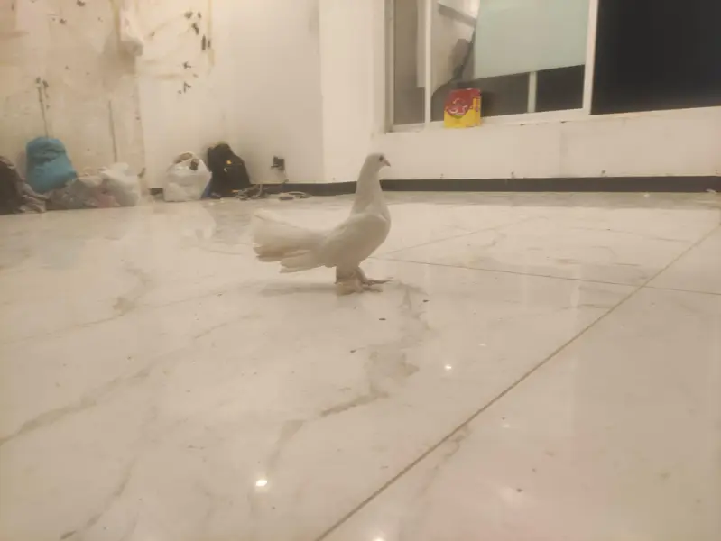 White Lakka Fantail Pigeon — photo 8