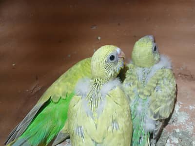 budgies breeder pair with chicks 0/3/2/1/4/9/4/6/8/4/4
