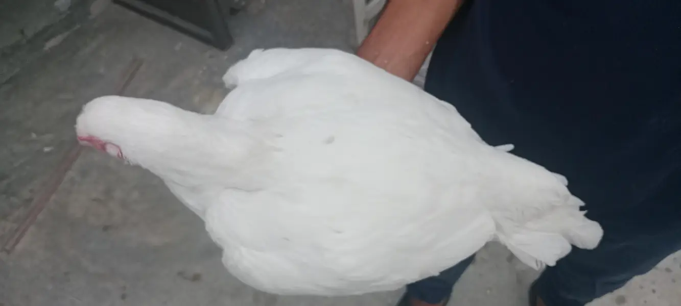 Pure Heera Aseel Beautiful Pair  Nasli Birds — photo 7