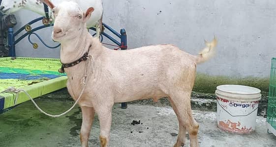 bakra 11 months or bakri 4 dant fresh cross cont on WhatsApp for video