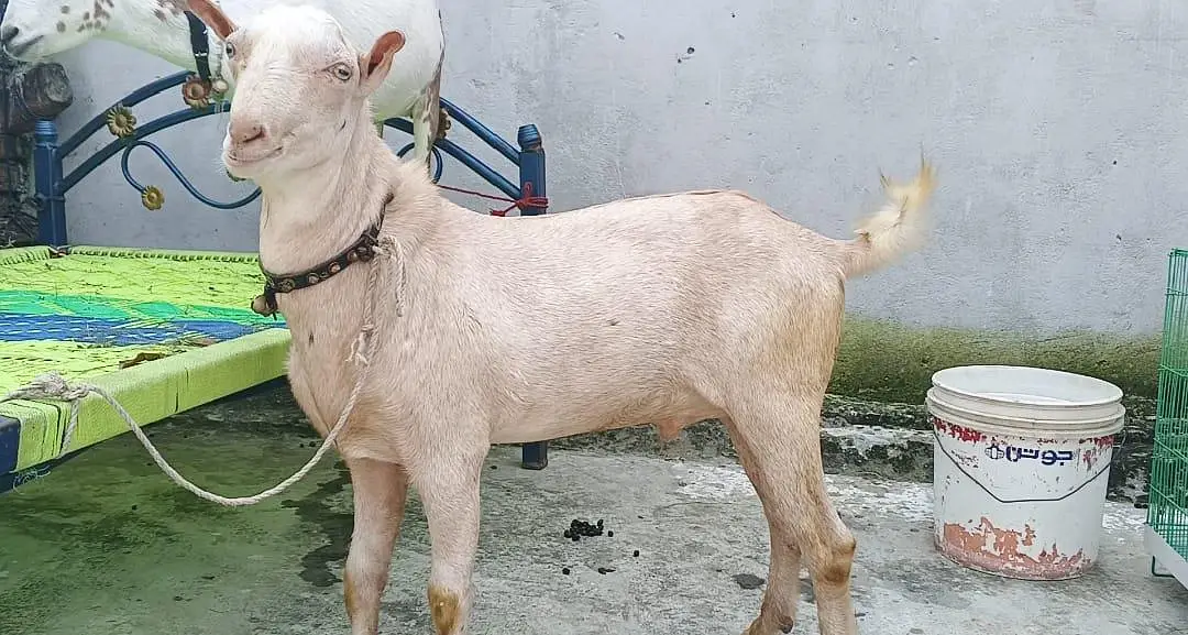 bakra 11 months or bakri 4 dant fresh cross contact whatsApp for video