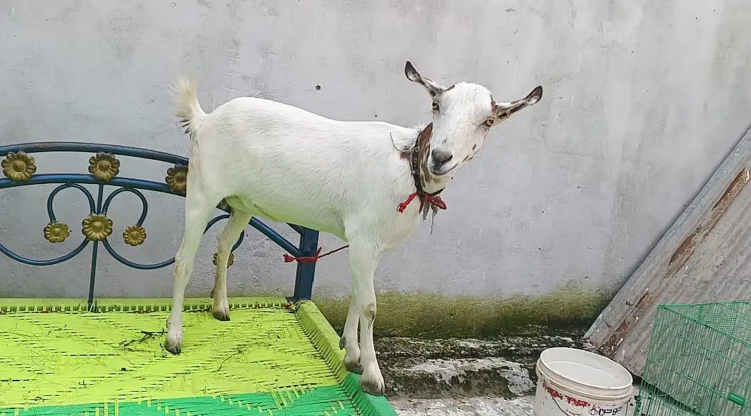 bakra 11 months or bakri 4 dant fresh cross contact whatsApp for video — photo 2