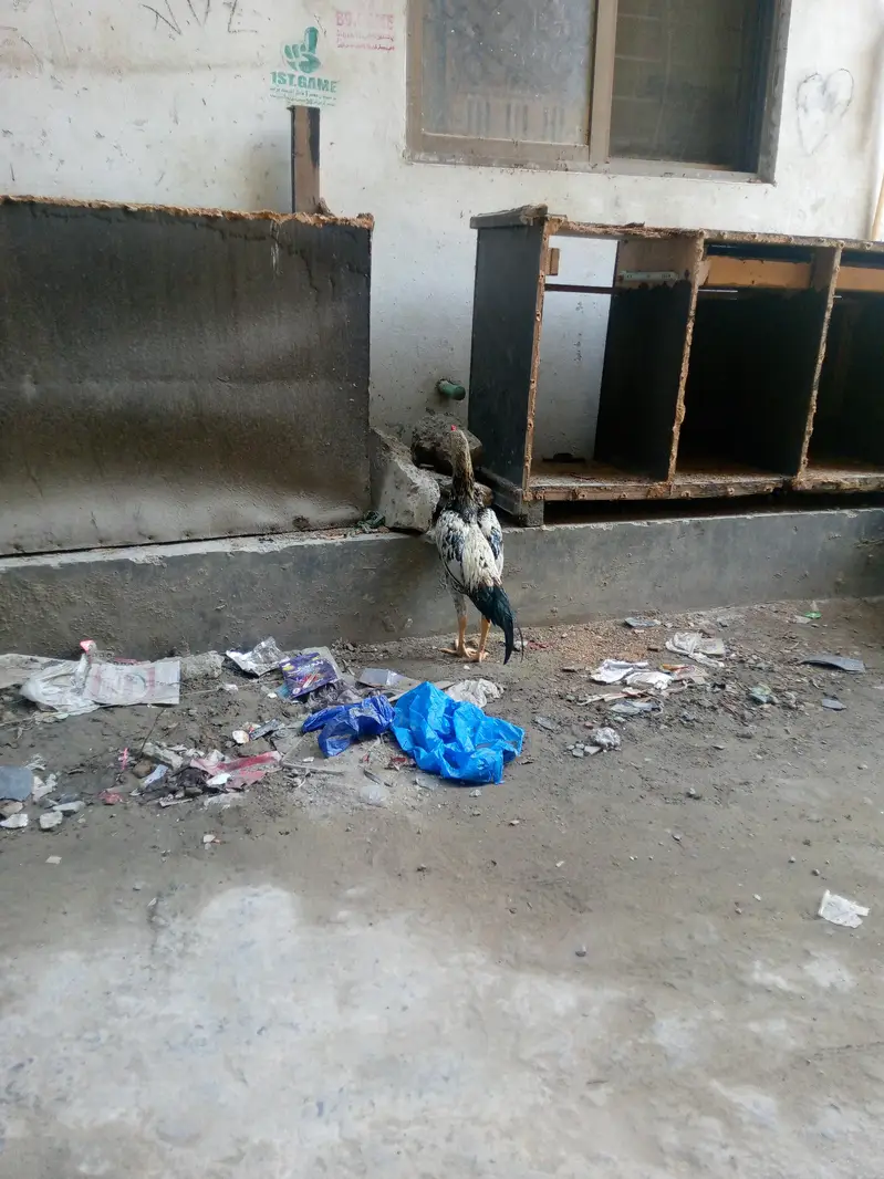 aseel morga — photo 2
