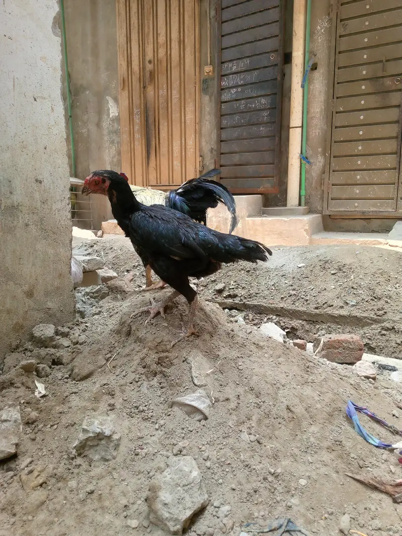 aseel morga — photo 8