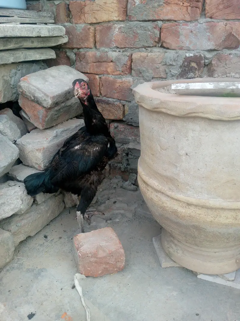 aseel morga — photo 12
