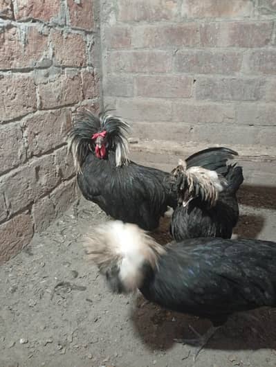 Black Polish 1 Male 4 female for sale or Exchange