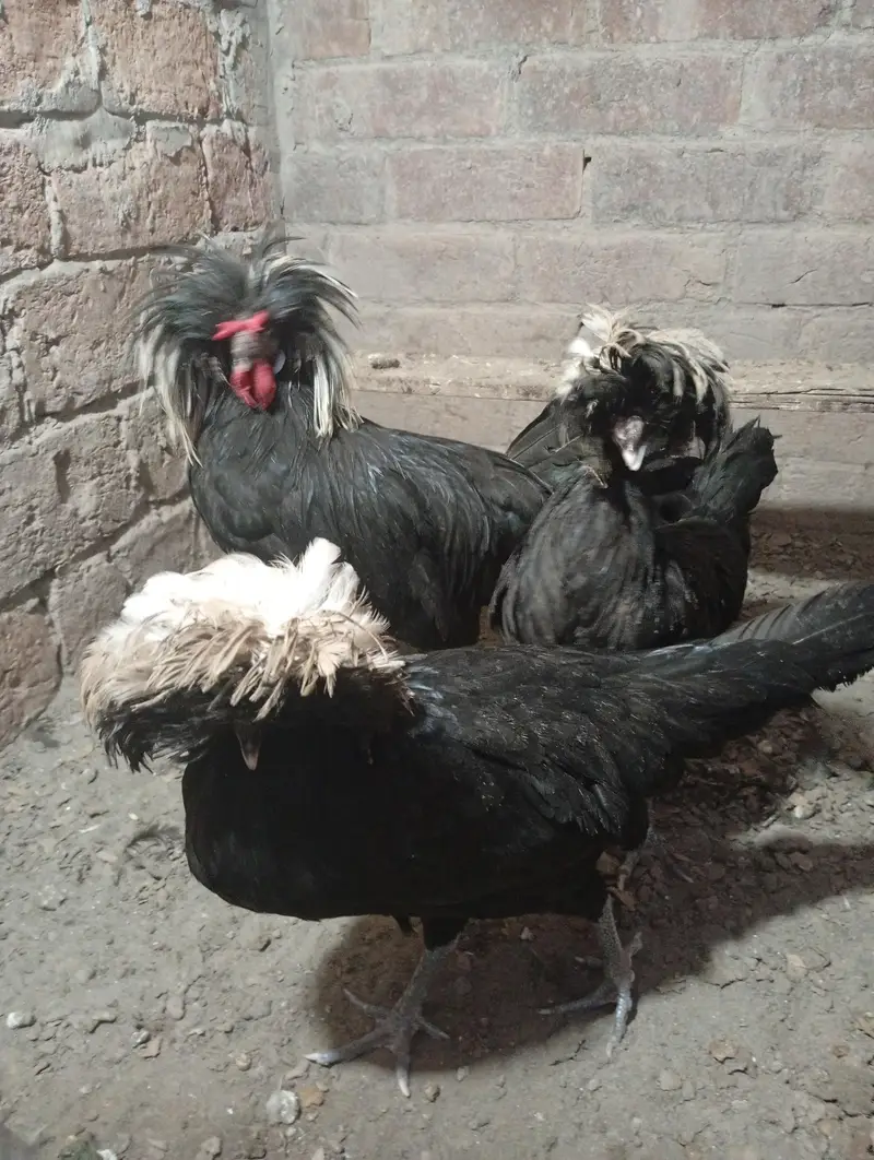 Black Polish 1 Male 4 female for sale or Exchange — photo 2