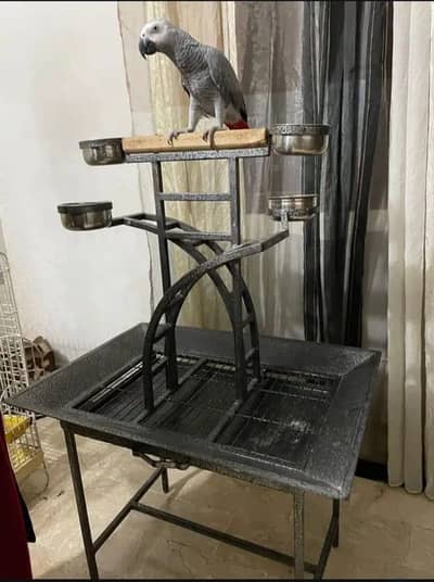 Grey parrot stand for sale
