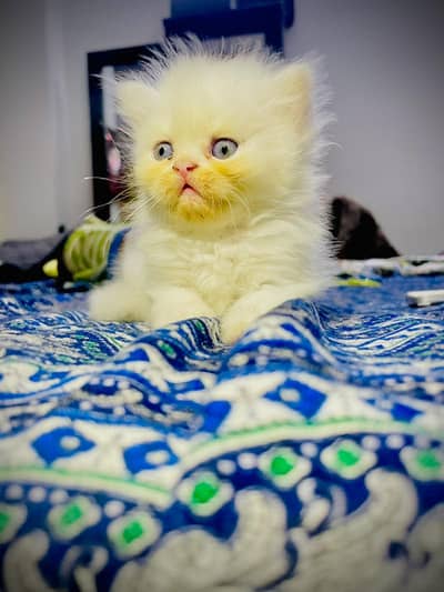 triple coated kittens available. . .