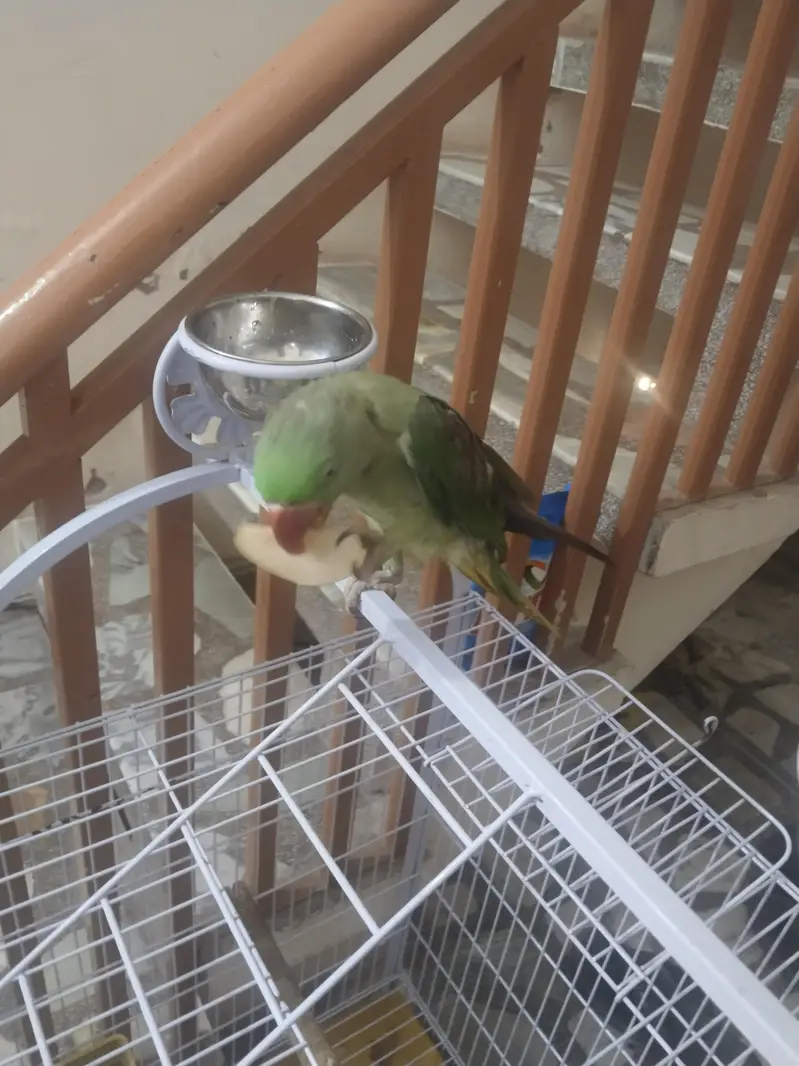 parrot for sale — photo 2