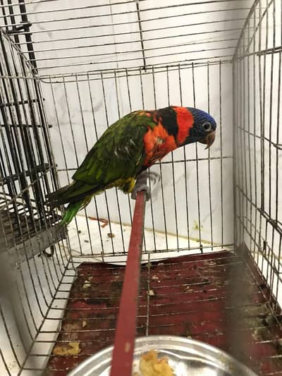 Red Collar lorie parrot hand tamed