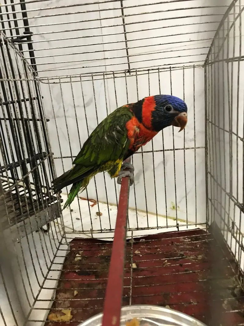Red Collar lorie parrot hand tamed — photo 2
