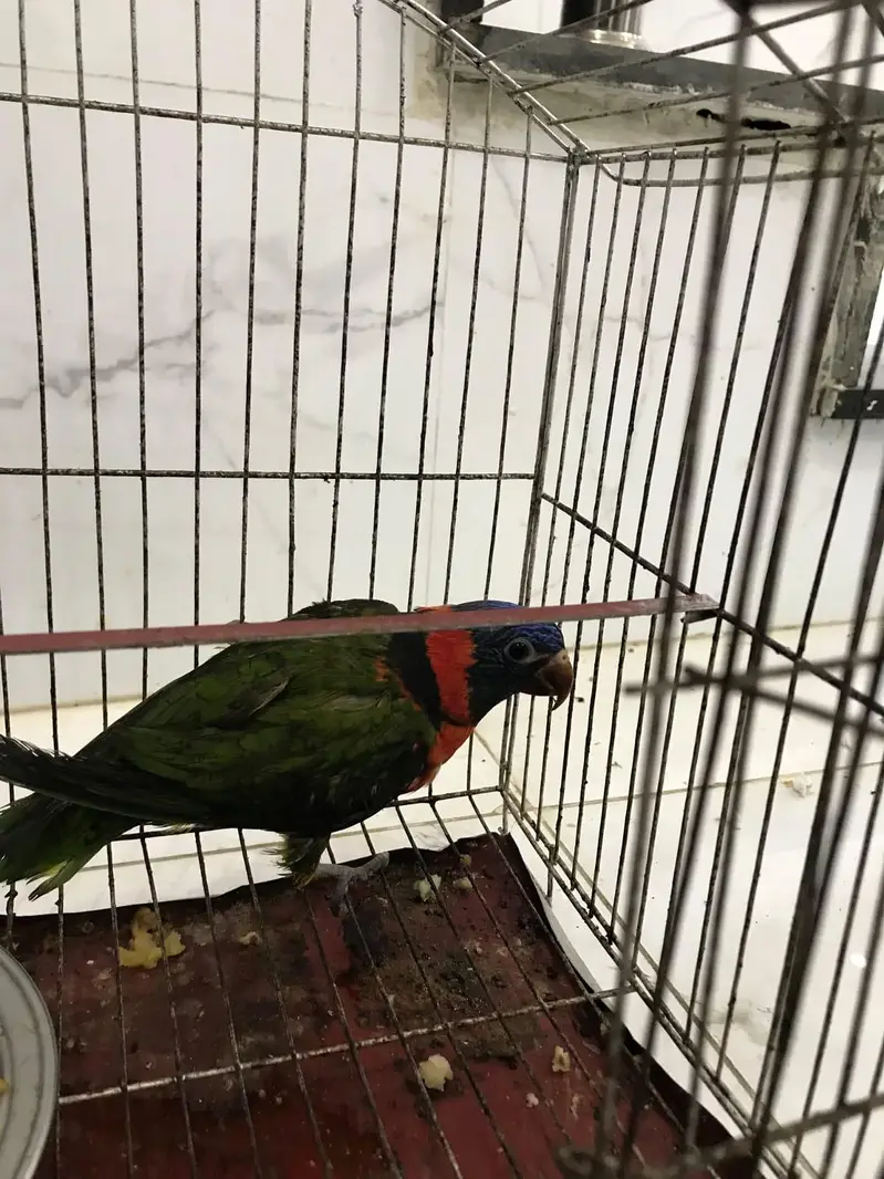 Red Collar lorie parrot hand tamed — photo 3