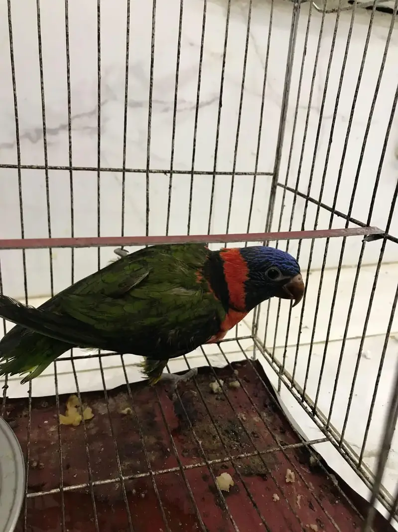Red Collar lorie parrot hand tamed — photo 4