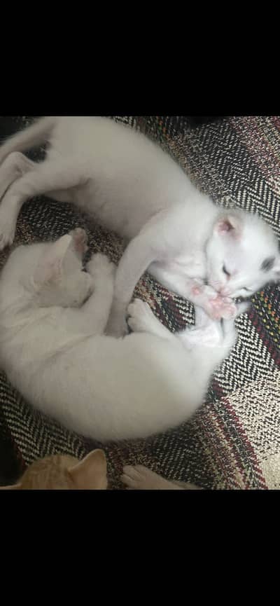 Kittens for sale