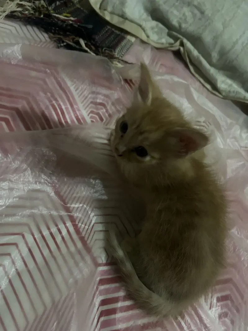 Kittens for sale — photo 2
