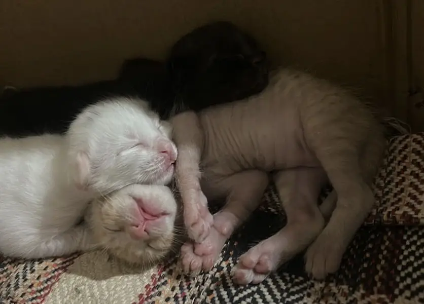 Kittens for sale — photo 3