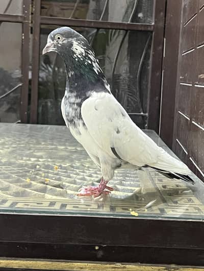 Teddy pure CH sab waly Breeder pair A+ Quality