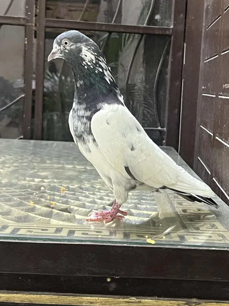 Teddy pure CH sab waly Breeder pair A+ Quality — photo 2