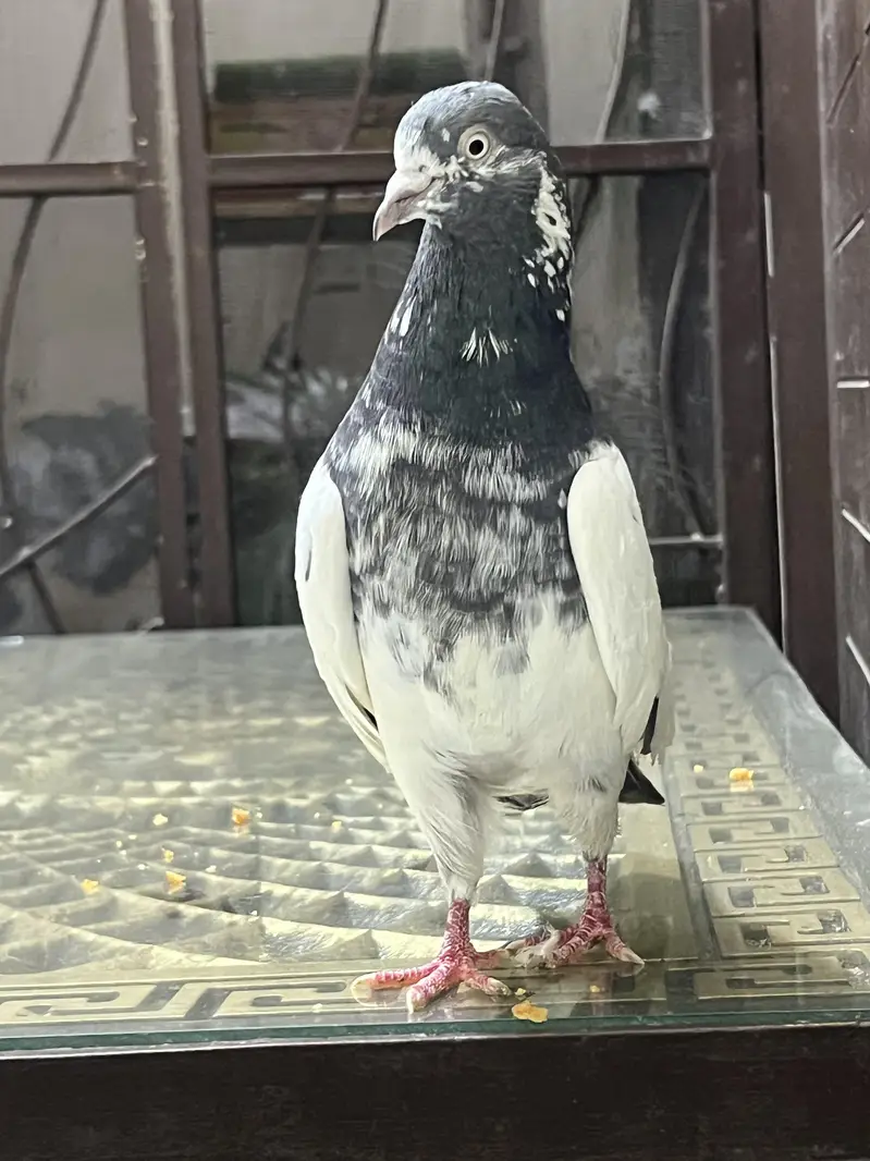 Teddy pure CH sab waly Breeder pair A+ Quality — photo 3
