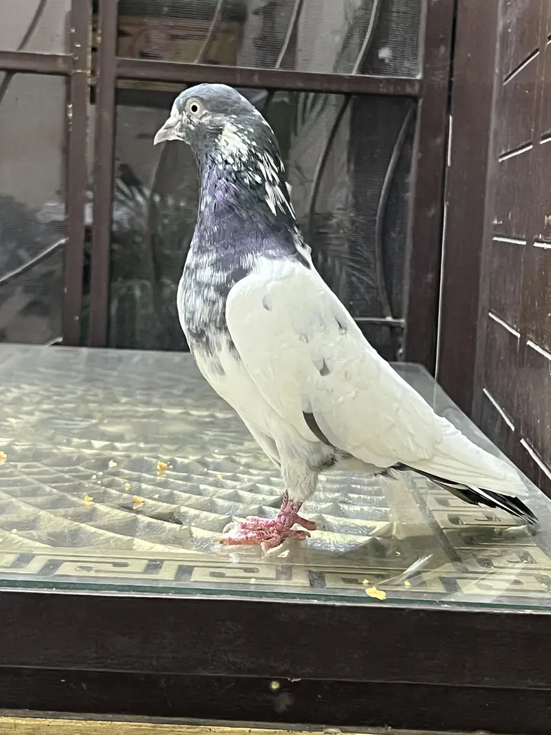 Teddy pure CH sab waly Breeder pair A+ Quality — photo 4