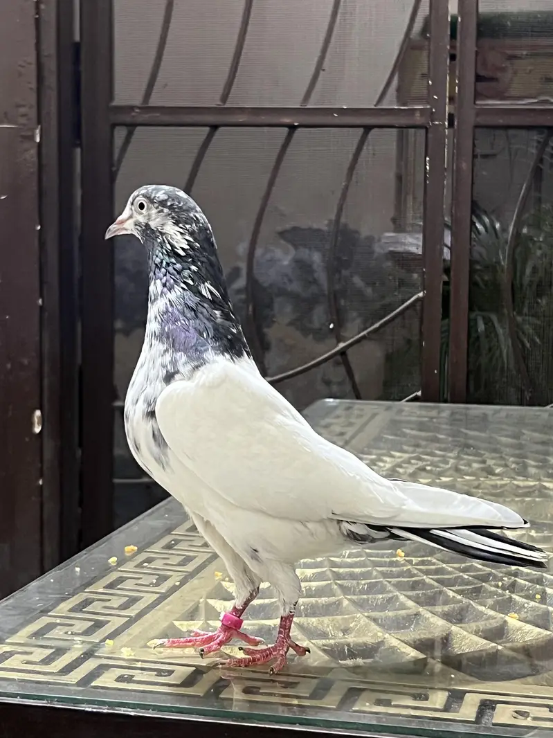 Teddy pure CH sab waly Breeder pair A+ Quality — photo 5