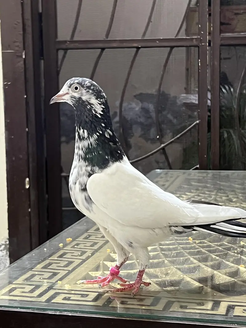 Teddy pure CH sab waly Breeder pair A+ Quality — photo 6
