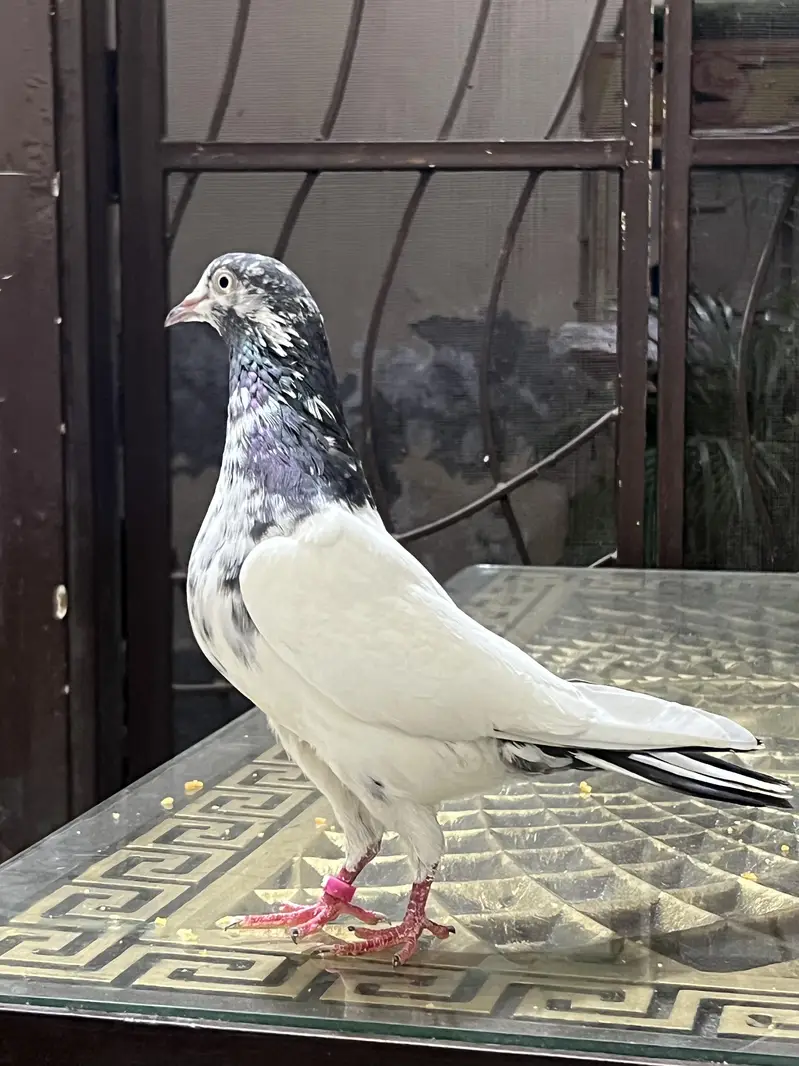 Teddy pure CH sab waly Breeder pair A+ Quality — photo 7
