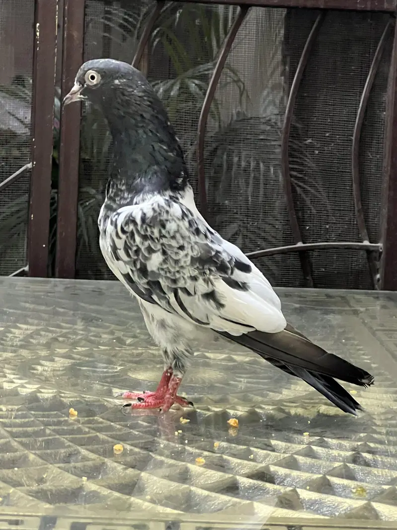 Teddy pure CH sab waly Breeder pair A+ Quality — photo 8