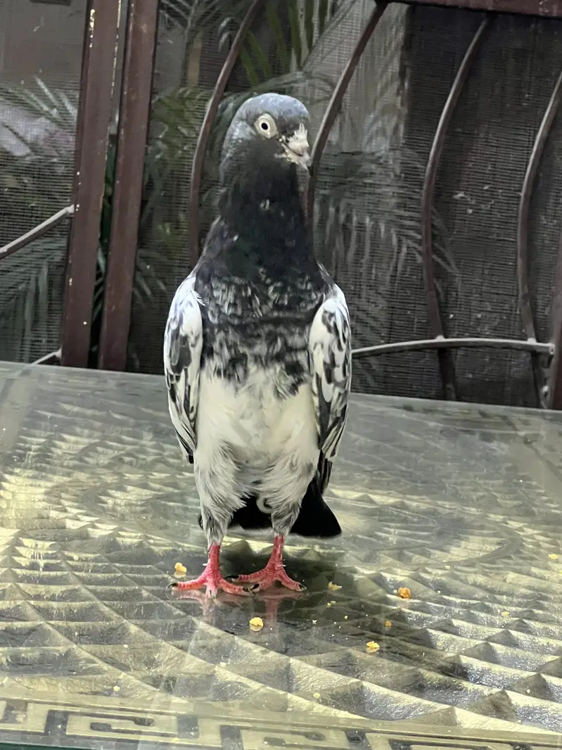 Teddy pure CH sab waly Breeder pair A+ Quality — photo 9