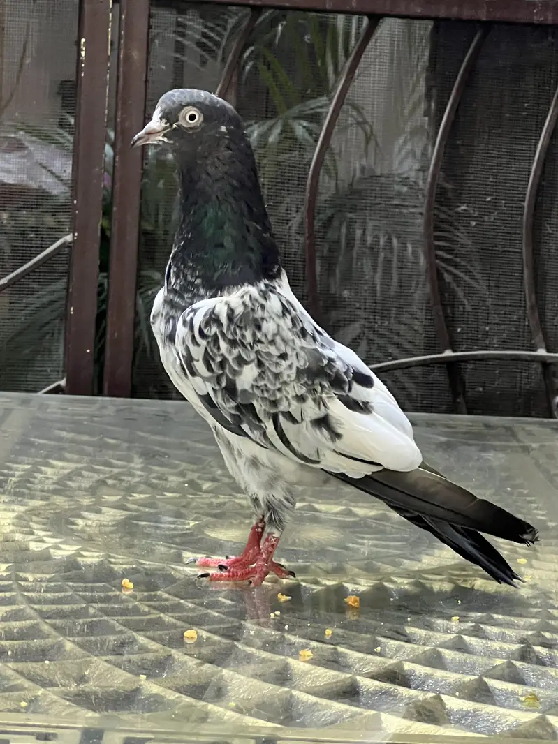 Teddy pure CH sab waly Breeder pair A+ Quality — photo 10
