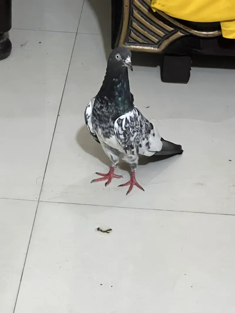Teddy pure CH sab waly Breeder pair A+ Quality — photo 11