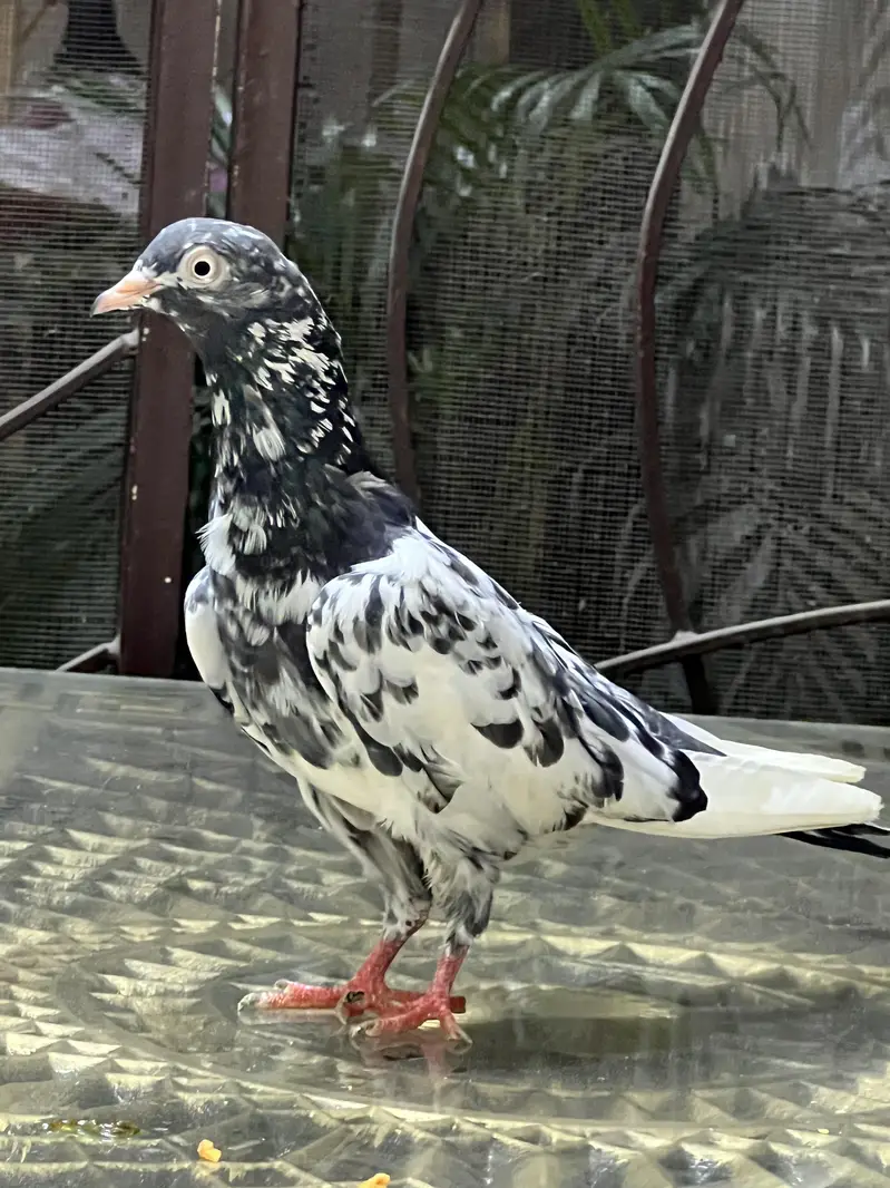 Teddy pure CH sab waly Breeder pair A+ Quality — photo 12