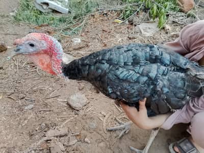 Turkey bird for sale