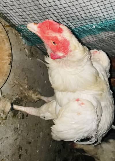 Aseel Paper White trio Aik Murga do Murgian Murgian Egg De re hain